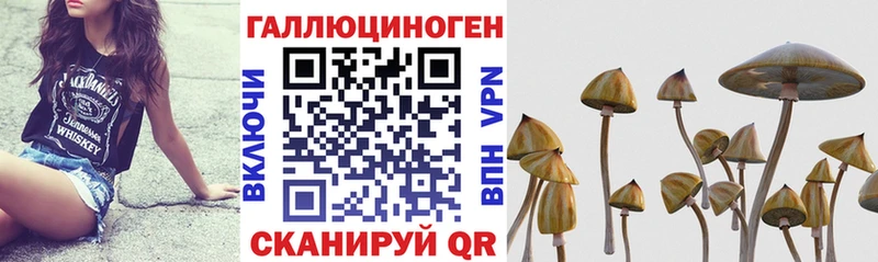 Галлюциногенные грибы Psilocybine cubensis  Купить  Нижний Тагил 